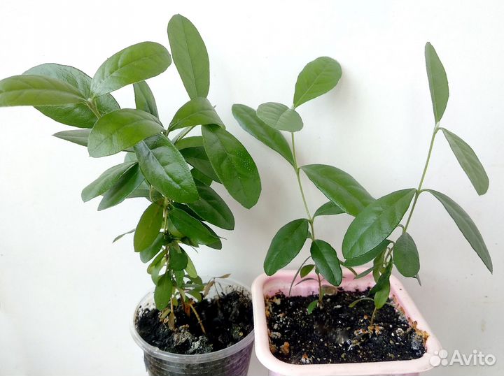 Сеянцы экзот. растений для домашнего выращивания