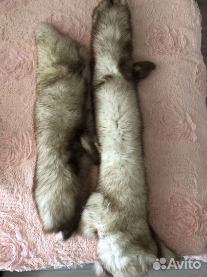 Меховой воротник песец