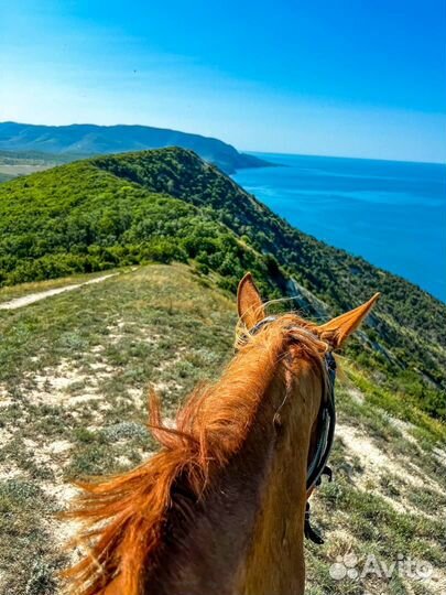 Конные прогулки & походы в Анапе