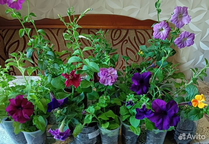 Петуния,ампельная,суперкаскадная,махровая