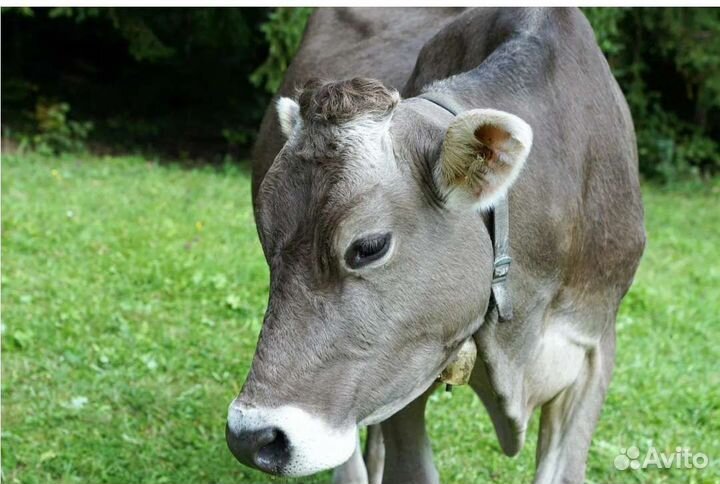 Продаються две телочки