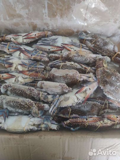 Голубой краб/краб плавунец/турецкий краб