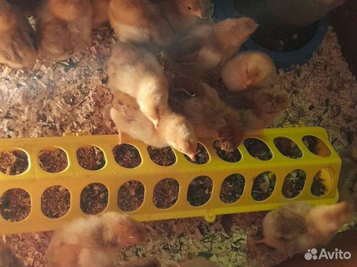 Инкубационное яйцо Кучинская Юбилейная