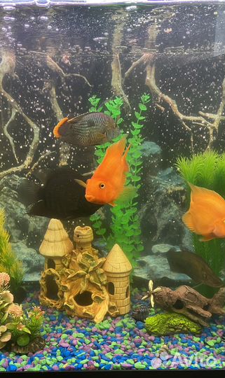 Обслуживание и чистка аквариумов