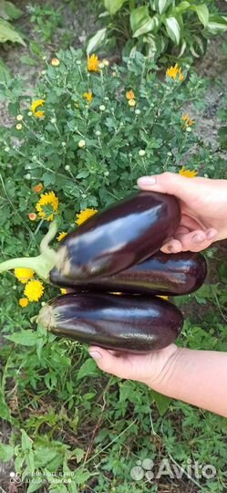 Баклажан, томат