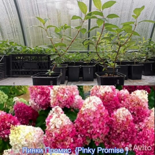 Гортензия метельчатая