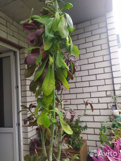 Синадениум дерево Любви