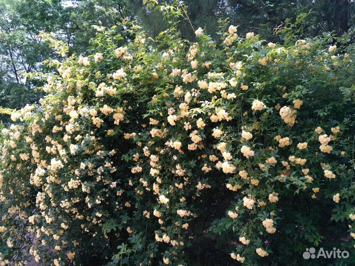 Саженцы Роз Бэнкса