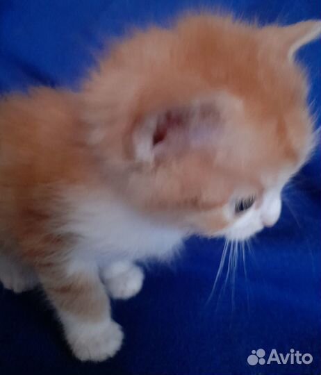 Рыжий котик