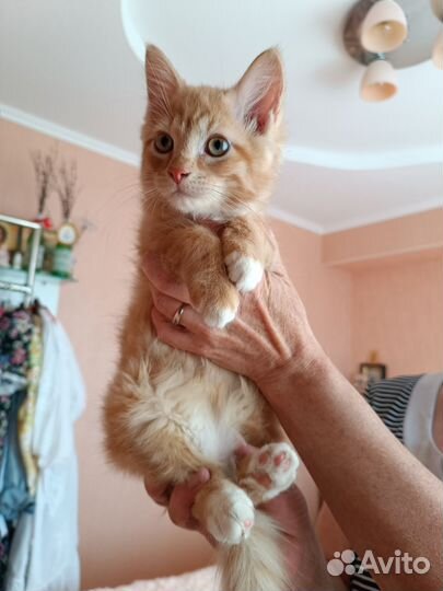Отдам котика в добрые руки