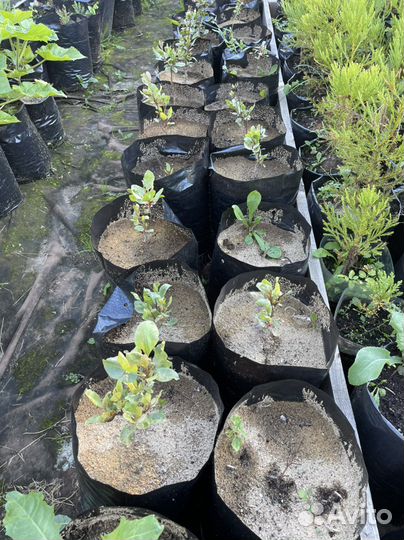 Растения для сада