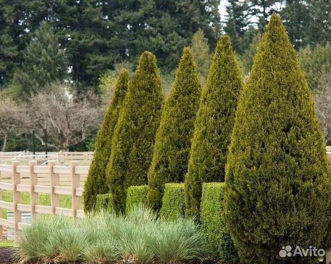 Туя колумна