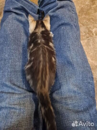 Котята в добрые руки 1 месяц