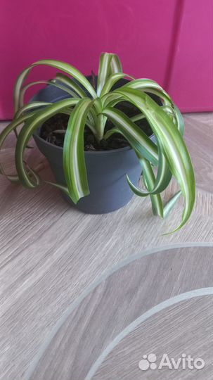 Хлорофитум