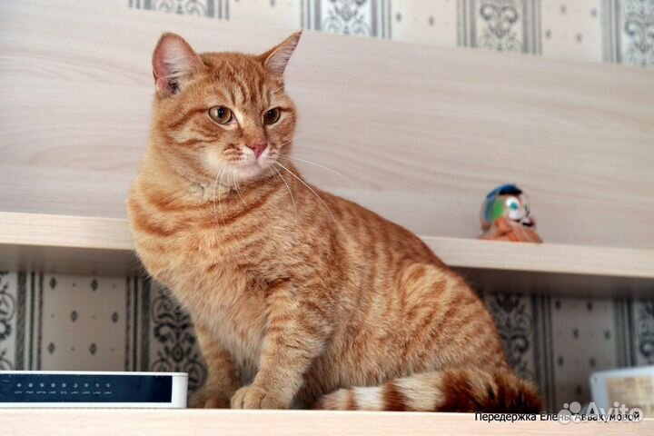 Ищем дом для котика