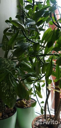 Комнатные растения,кактусы,диффенбахия