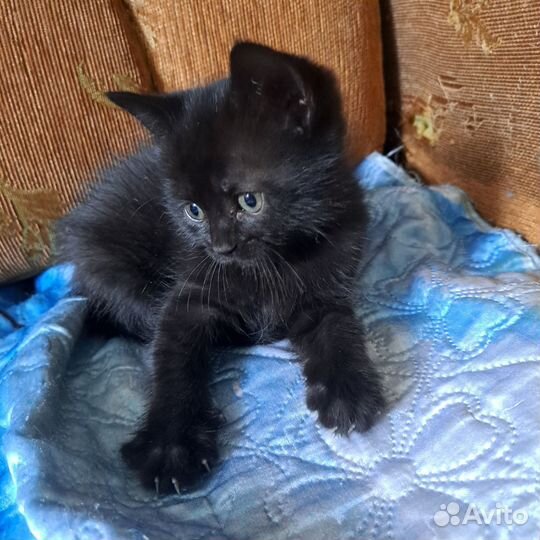 Кошка