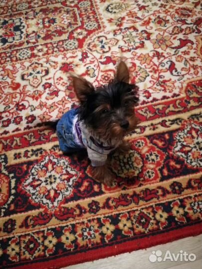 Костюм для щенка йорка