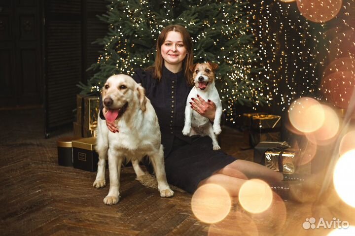 Домашняя передержка собак, зоогостиница (Воронеж)