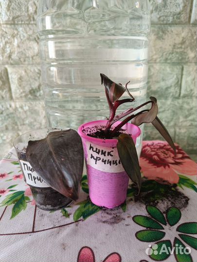 Филодендрон. Аглаонема