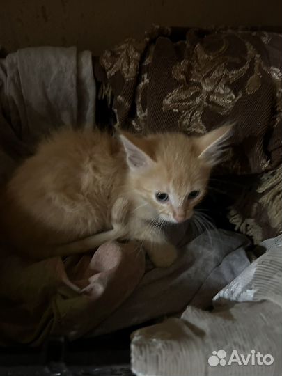 Котята отдам даром