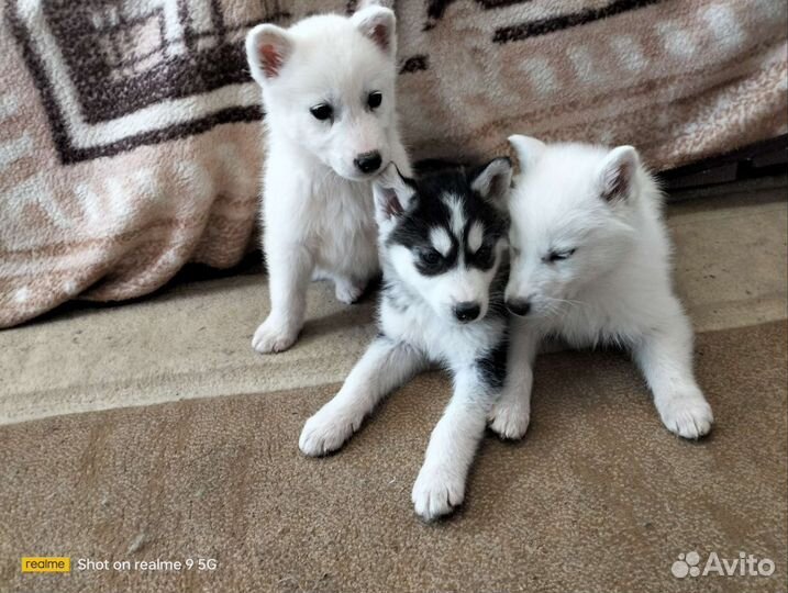 Щенки Хаски