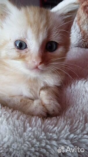 Котик 1.5 мес в добрые руки