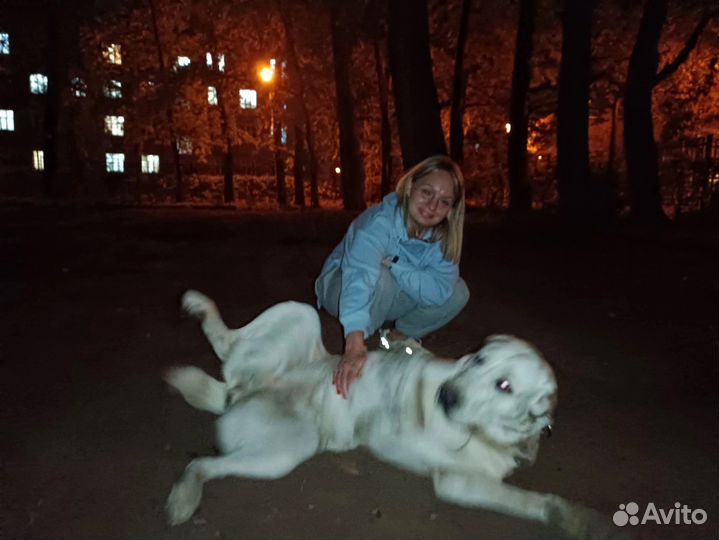 Груминг собак и кошек