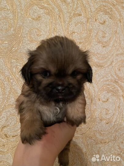 Щенки пекинеса