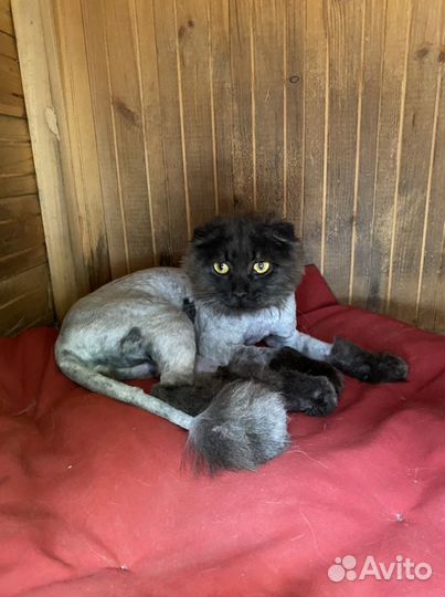 Кастрация котов и кошек с выездом на дом