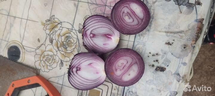 Лук фиолетовый Чёрный принц