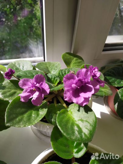 Продам Фиалки