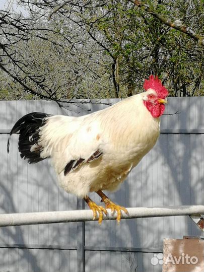 Молодые петухи