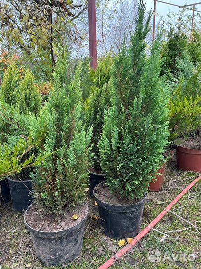 Можжевельники стелющиеся и колоновидные