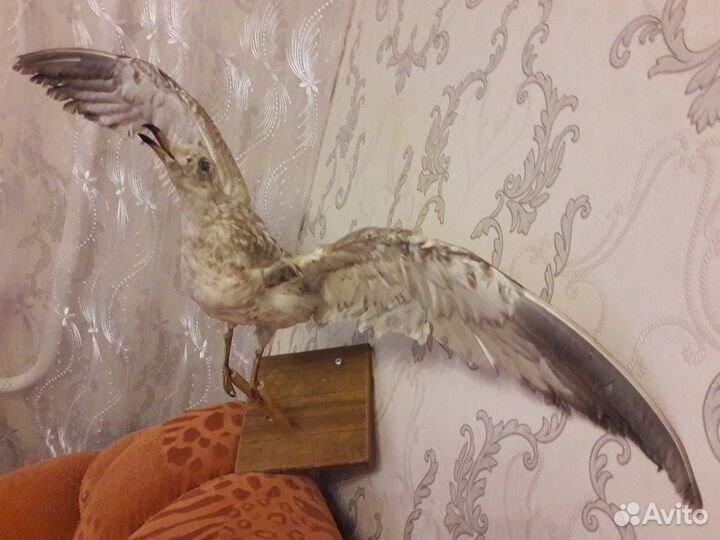 Чучело сокола продается