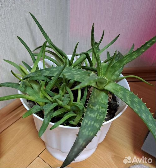 Алое и фикус, колеус, фиалка