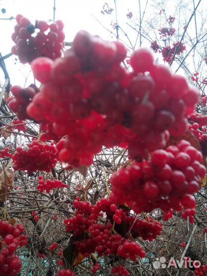 Калина ягода