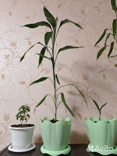Бамбук (Лаки) драцена дерево счастья