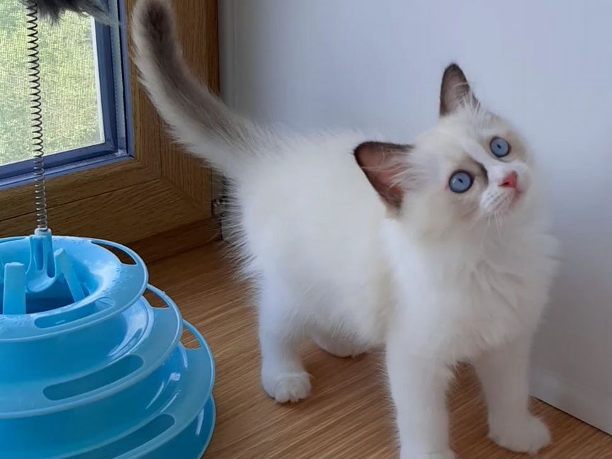 Котята рэгдолл. Мальчик ragdoll. Тряпичная кукла