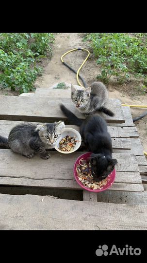 Котята в добрые руки