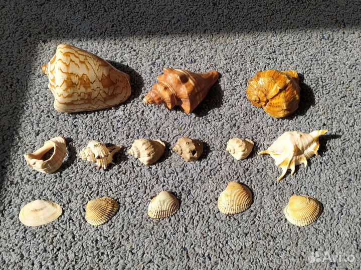 Настоящие морские ракушки