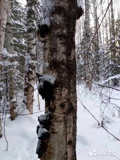 Чага березовый гриб сушеная