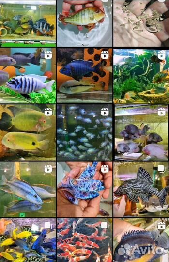Аквариумная ферма ихтиандр