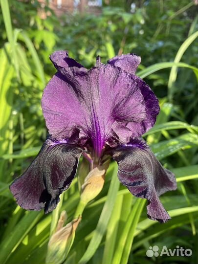 Ирисы бородатые 300 сортов