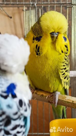 Выставочные волнистые попугаи (ввп - Чехи)