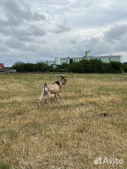 Нубийский козел на племя