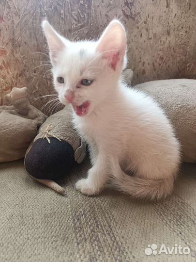 Белый Котик