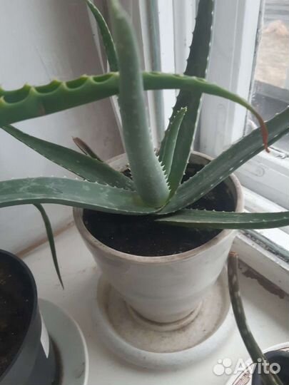 Алоэ, каланхое лечебное