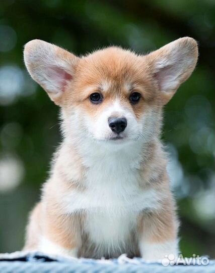 Вельш-корги пемброк щенки