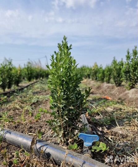 Саженцы груши береза Можжевельник